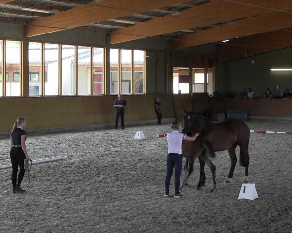 Stutbuchaufnahme | Chiptermin | Fohlenschau Fleesensee 2022