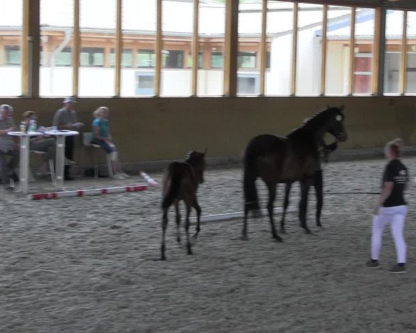Stutbuchaufnahme | Chiptermin | Fohlenschau Fleesensee 2022
