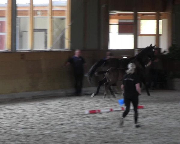 Stutbuchaufnahme | Chiptermin | Fohlenschau Fleesensee 2022