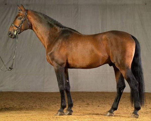 Deckhengst Indoctro II (Holsteiner, 1994, von Capitol I)