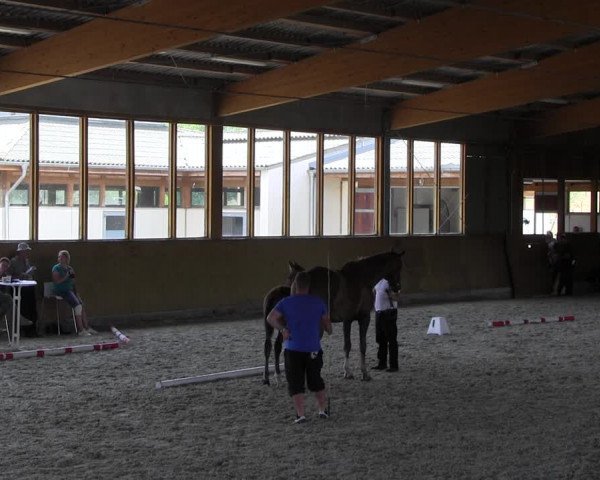 Stutbuchaufnahme | Chiptermin | Fohlenschau Fleesensee 2022
