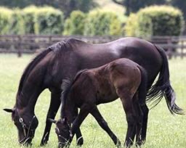 broodmare Funny Girl xx (Thoroughbred, 1997, from Darshaan xx)