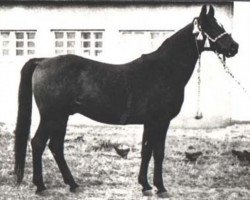 stallion Wielki Szlem 1938 ox (Arabian purebred, 1938, from Ofir 1933 ox)