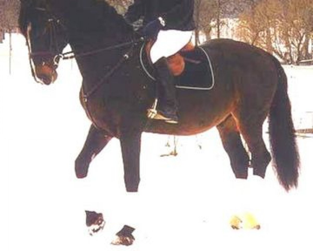 Deckhengst Cadillac (Holsteiner, 1984, von Caletto II)