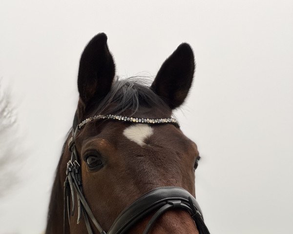 horse Fürst Filou 9 (German Warmblood, 2011, from Fürst Fugger)