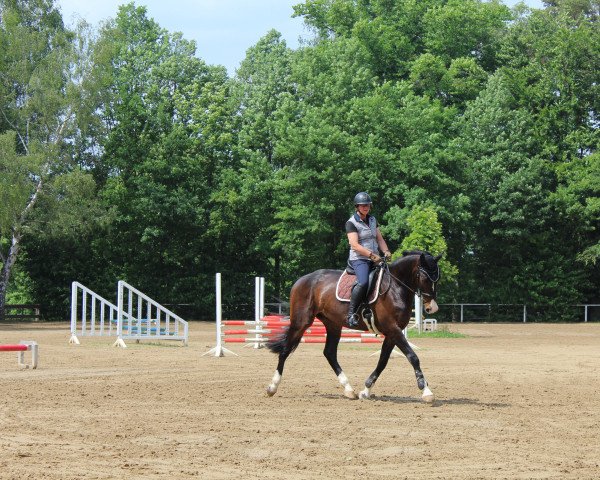 dressage horse Sancho 531 (Hanoverian, 2018, from St. Schufro)