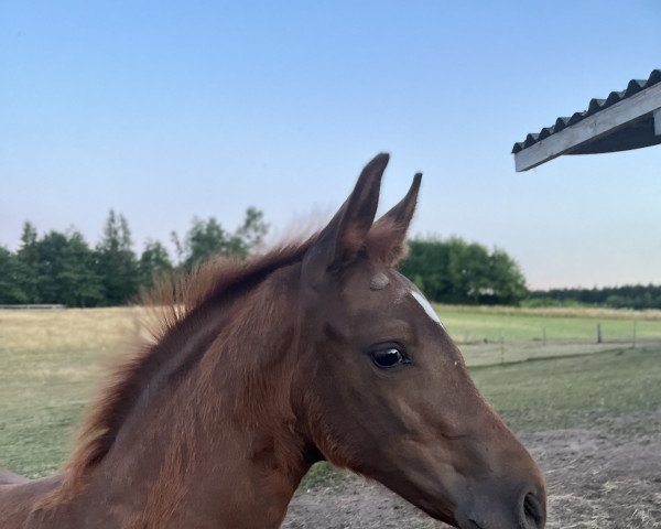 broodmare Skyla B (Hanoverian, 2022, from Shu Fu)