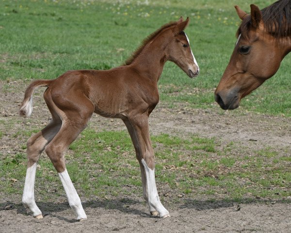 broodmare Bella Rox (Westphalian, 2022, from Callaho's Benicio)