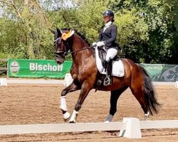 dressage horse First Step M (Oldenburg, 2017, from Fürsten-Look)
