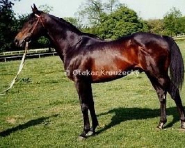 stallion Dara Monarch xx (Thoroughbred, 1979, from Realm xx) stallion Dara Monarch xx (Thoroughbred, 1979, from Realm xx)