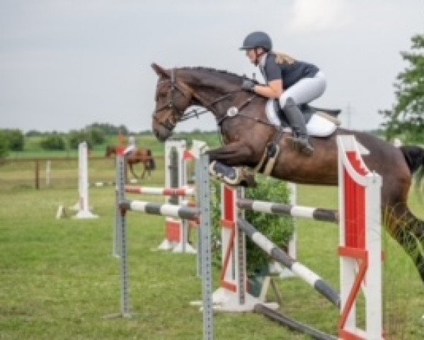 broodmare Samira 468 (German Warmblood, 2012, from Strahlemann)