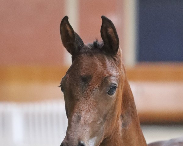 horse Cissy L (Hanoverian, 2021, from Cordess 2)
