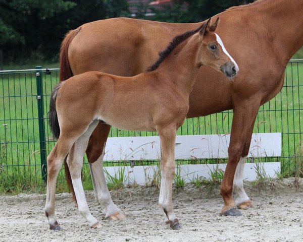 horse Bali (Hanoverian, 2022, from Bonjour)