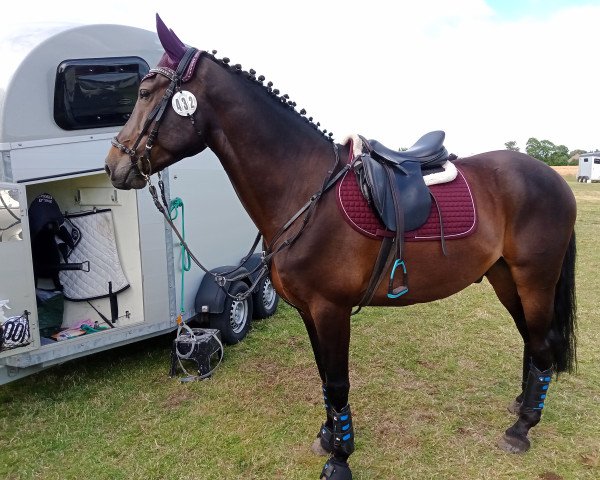 Dressurpferd Sir Hutch of West Anstey (Appaloosa, 2014, von August Dark Art) Dressurpferd Sir Hutch of West Anstey (Appaloosa, 2014, von August Dark Art)