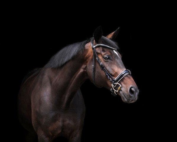 dressage horse Jazz-Girl (Rhinelander, 2011, from Jazz Rubin)