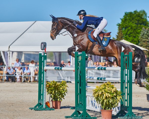jumper Coeur D'Esprit (Hanoverian, 2014, from Concours Complet)