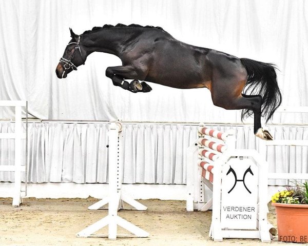 stallion Duke 377 (Hanoverian, 2019, from DOOM FRH)
