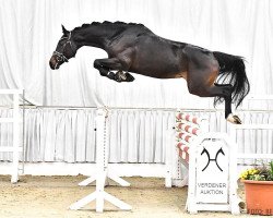 Deckhengst Duke 377 (Hannoveraner, 2019, von DOOM FRH)