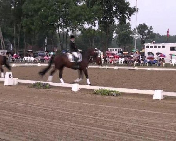 dressage horse Dementi (Hanoverian, 2001, from De Niro)