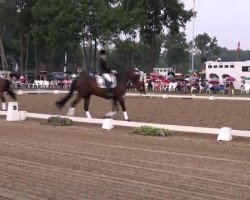 dressage horse Dementi (Hanoverian, 2001, from De Niro)