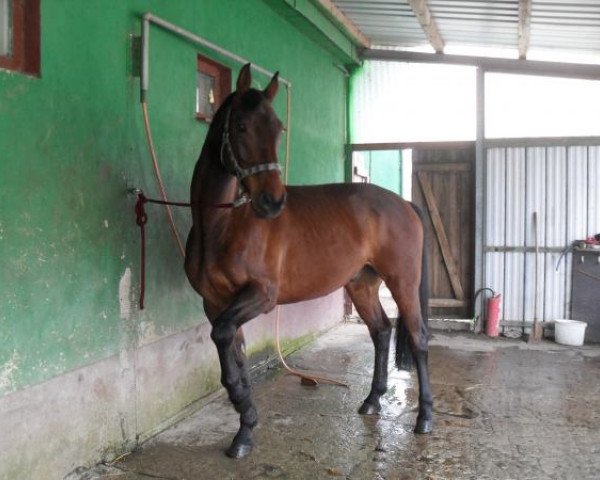 horse Little Luchs (Saxony-Anhaltiner, 2000, from Bavaria Luchs)