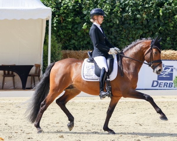 dressage horse Assenmachers Gentleman NRW (German Riding Pony, 2017, from HET Golden Dream)