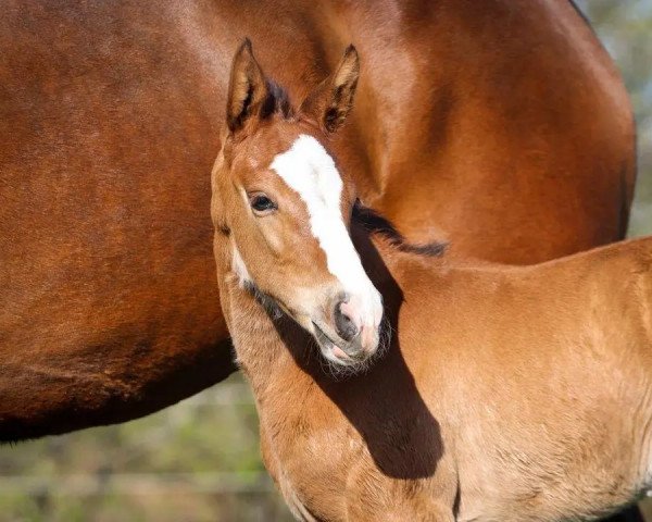 Pferd Peaches S (Holsteiner, 2022, von Dinken)