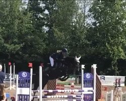 jumper Donna Selection (Westphalian, 2017, from Don Index)