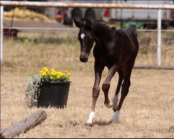 horse Macao P (German Riding Pony, 2022, from Magic Friday B WE)
