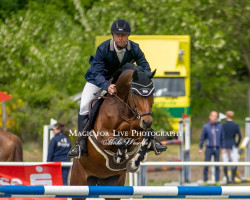 jumper Lady R (Oldenburg show jumper, 2012, from Landstreicher)