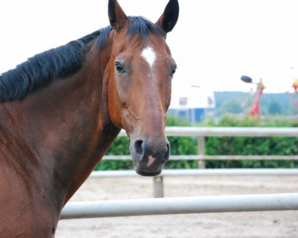 horse Marlon G (Hanoverian, 1993, from Matula)