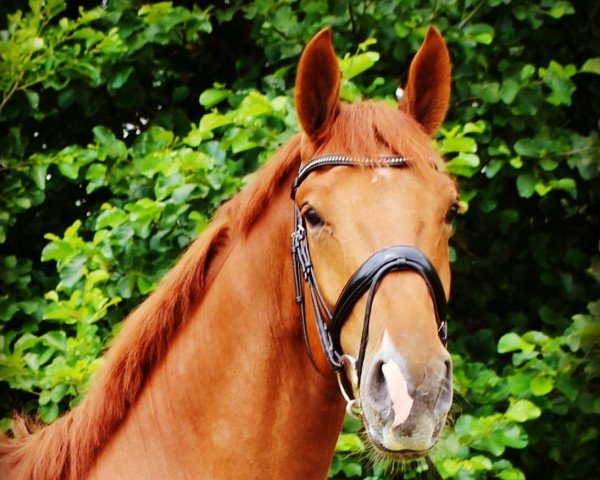 Pferd Nemo la Perle (KWPN (Niederländisches Warmblut), 2018, von Desperado)