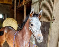 Pferd Eldorado Queen ZH (Westfale, 2022, von Eldorado van de Zeshoek)