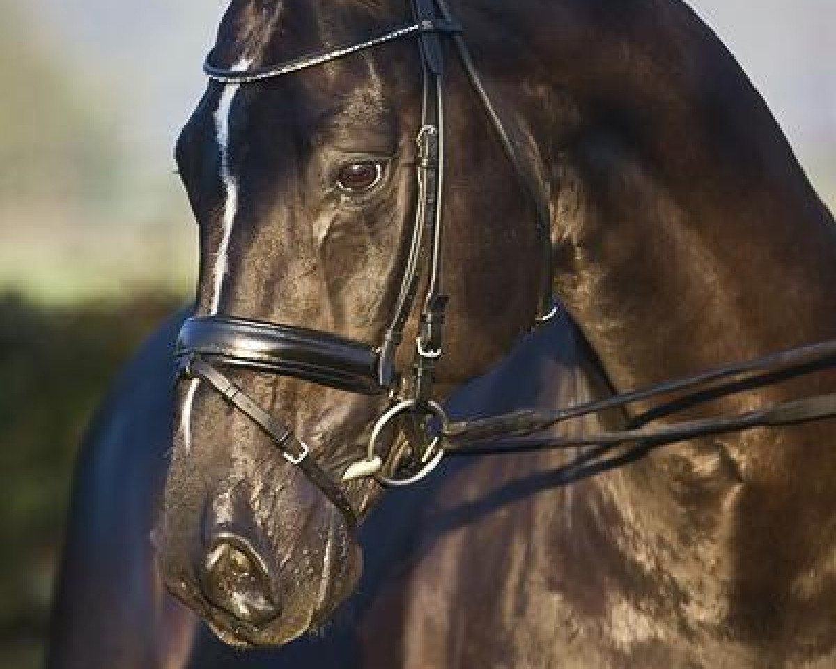 stallion Oo-Seven (KWPN (Royal Dutch Sporthorse), 1996, from Rubinstein I)