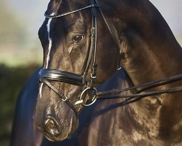 stallion Oo-Seven (KWPN (Royal Dutch Sporthorse), 1996, from Rubinstein I)
