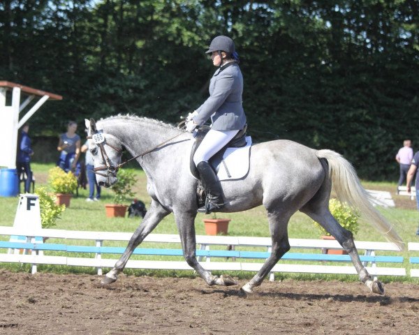 broodmare Miss Clinton (Holsteiner, 2012, from Clinton I)