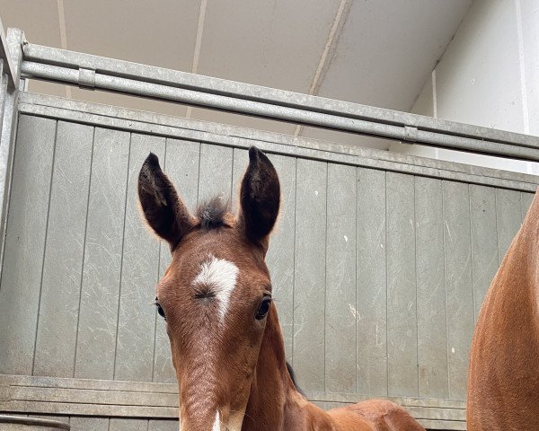 horse Snow White la Perle (KWPN (Royal Dutch Sporthorse), 2022, from Spielberg)