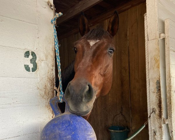 stallion Cody´s Wish xx (Thoroughbred, 2018, from Curlin xx)