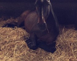 Springpferd Carlos (KWPN (Niederländisches Warmblut), 2004, von Tangelo van de Zuuthoeve)