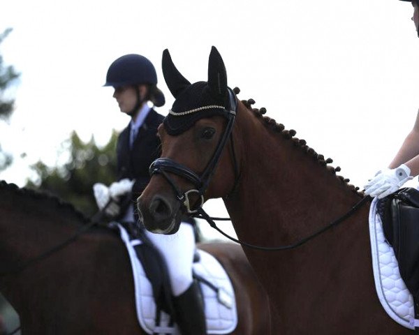 horse London's Lizzy (Hanoverian, 2014, from Londontime)