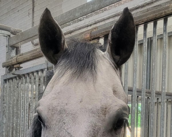 dressage horse Cafè oder Tee (Westphalian, 2016, from Cassilano's Stern)