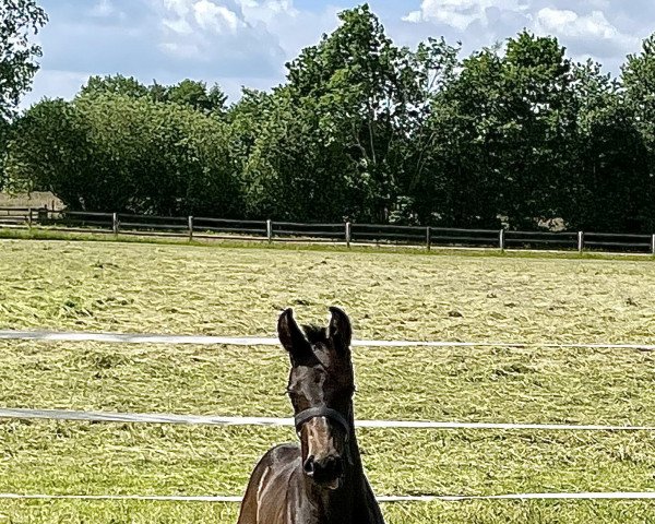 horse Diacodetto (Holsteiner, 2022, from Diarado) horse Diacodetto (Holsteiner, 2022, from Diarado)