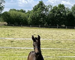 horse Diacodetto (Holsteiner, 2022, from Diarado)