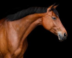 dressage horse Candy Girl Deluxe (Holsteiner, 2011, from Canto)