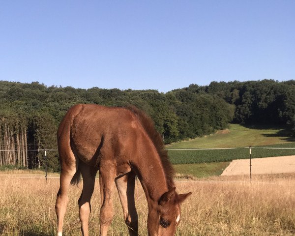 Pferd Solina Lou HK (Deutsches Sportpferd, 2022, von Samico F)