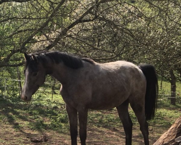 broodmare Crazy Lou HK (German Sport Horse, 2020, from Corrinaro)
