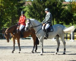 stallion Cowaldsky (Hanoverian, 2006, from Cornet Obolensky)