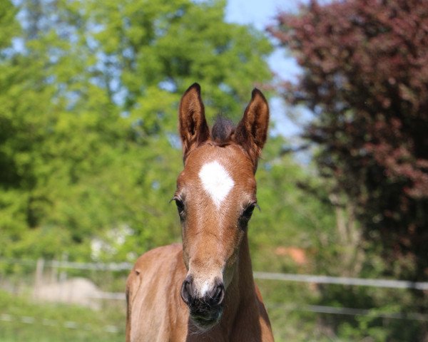 horse Secret's Sternentänzer LS (Westphalian, 2022, from Secret Game)