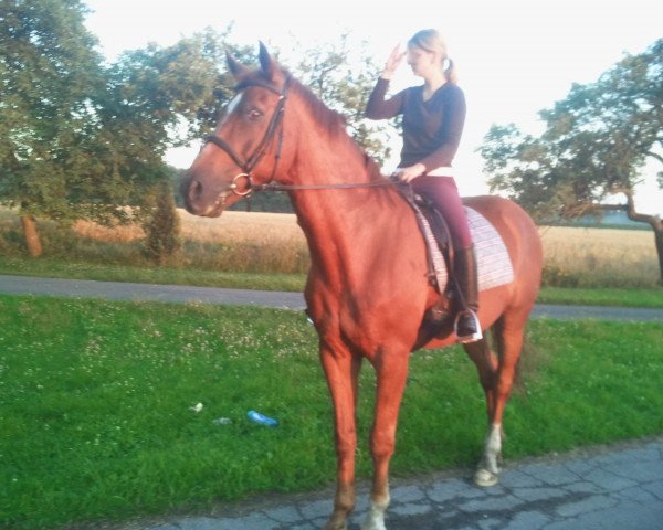 horse Deichgraf 80 (Hanoverian, 1992, from Drosselklang II)