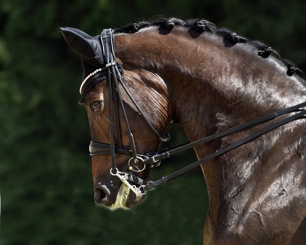 stallion Keltenfuerst (Trakehner, 2009, from Grafenstolz)